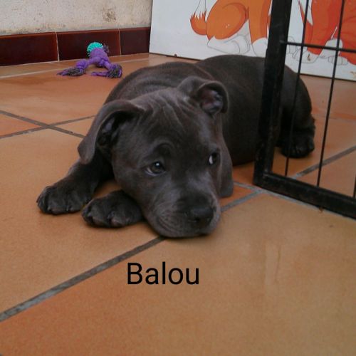 Chiots staffie #3