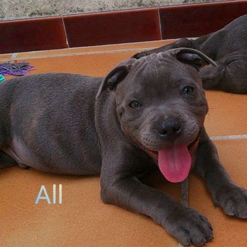 Chiots staffie #5