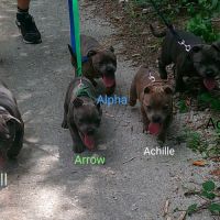 Chiots staffie