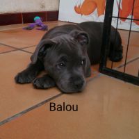 Chiots staffie #3