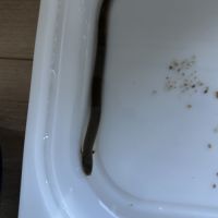 Rare. poisson roseau erpetoichthys calabaricus - #1