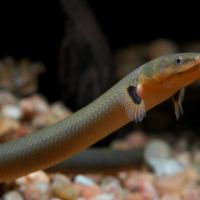 Rare. poisson roseau erpetoichthys calabaricus - #0