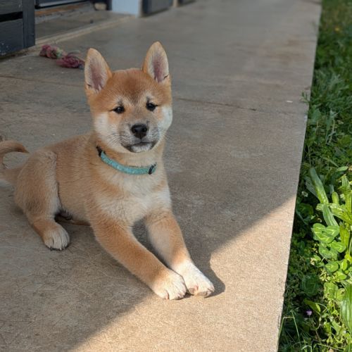 Chiots shiba disponible #1