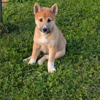 Chiots shiba disponible #2