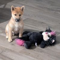 Chiots shiba disponible