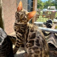 Maginfiques chatons bengal loof