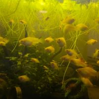 Platys golden comet jaune noir