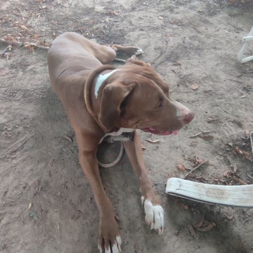 Chienne à donner #1