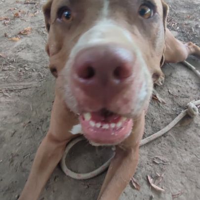 Chienne à donner #3