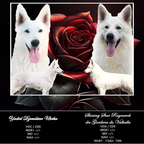 Chiots bergers blancs suisses lof #0