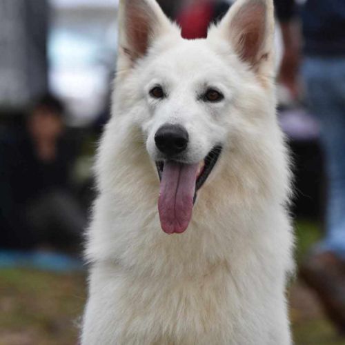 Chiots bergers blancs suisses lof #3