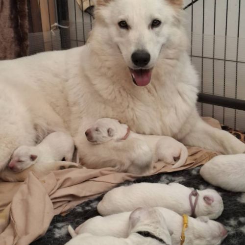 Chiots bergers blancs suisses lof #4