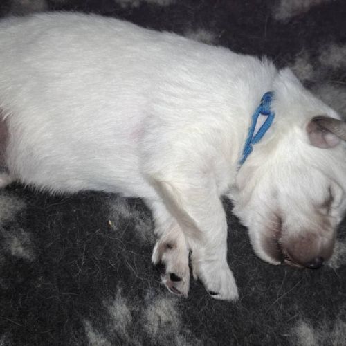 Chiots bergers blancs suisses lof #5