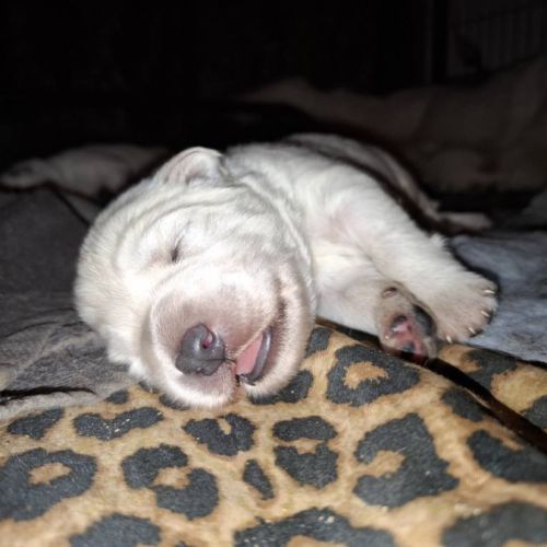 Chiots bergers blancs suisses lof #6