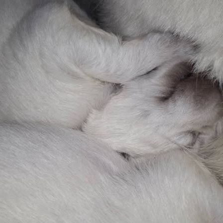 Chiots bergers blancs suisses lof #8