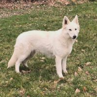 Chiots bergers blancs suisses lof #1