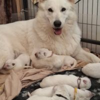 Chiots bergers blancs suisses lof #4