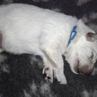 Chiots bergers blancs suisses lof #5