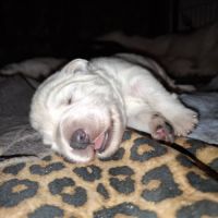 Chiots bergers blancs suisses lof #6