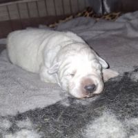 Chiots bergers blancs suisses lof #7