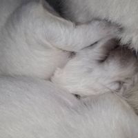 Chiots bergers blancs suisses lof #8