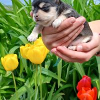 Femelle chihuahua lof p.l. ,noire marquage fauve