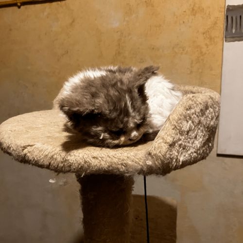Chaton selkirk rex homozygote #2
