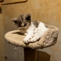 Chaton selkirk rex homozygote #1