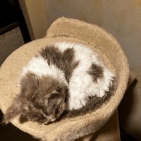 Chaton selkirk rex homozygote #3