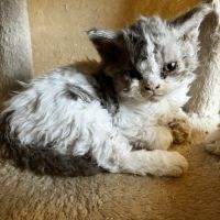 Chaton selkirk rex homozygote