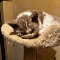 Chaton selkirk rex homozygote #5