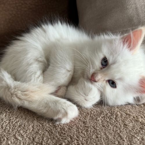 Chatons sibériens neva masquerade #2