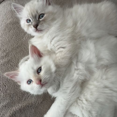 Chatons sibériens neva masquerade #3