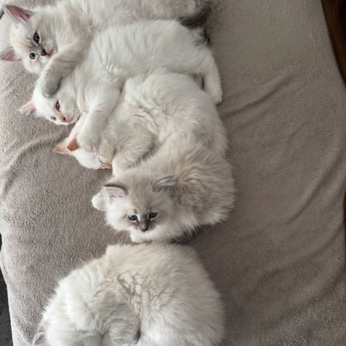 Chatons sibériens neva masquerade #4