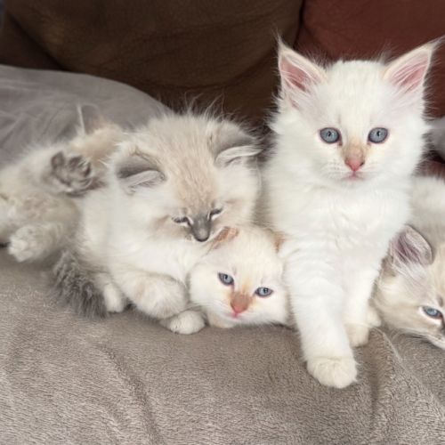 Chatons sibériens neva masquerade #5