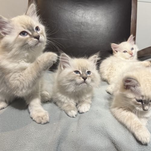 Chatons sibériens neva masquerade #6