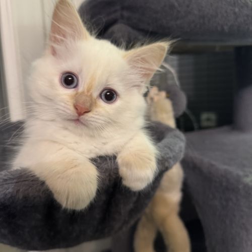 Chatons sibériens neva masquerade #7