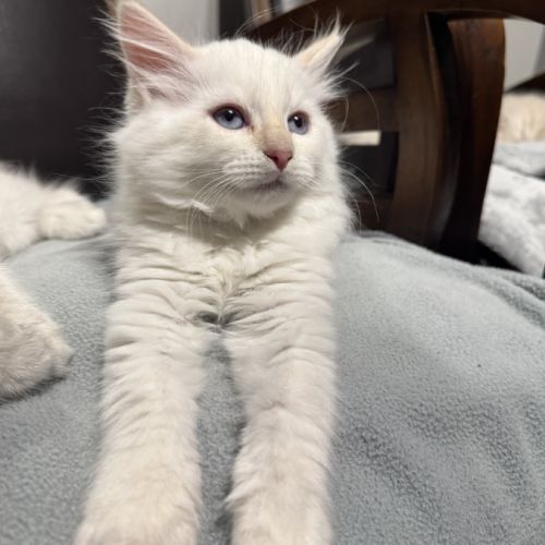 Chatons sibériens neva masquerade #8