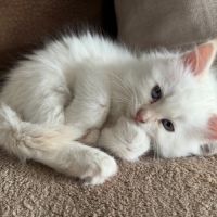 Chatons sibériens neva masquerade #2