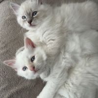 Chatons sibériens neva masquerade #3