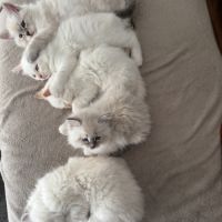 Chatons sibériens neva masquerade #4