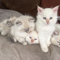 Chatons sibériens neva masquerade #5