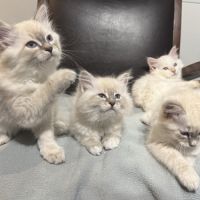 Chatons sibériens neva masquerade #6