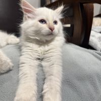 Chatons sibériens neva masquerade #8