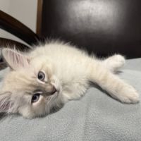 Chatons sibériens neva masquerade #9