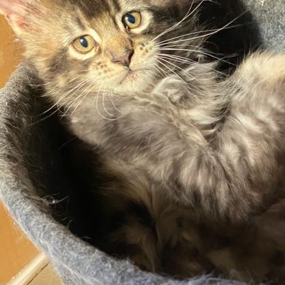 Chatons maine coons loof #2