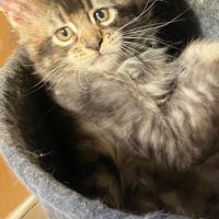 Chatons maine coons loof #2