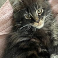 Chatons maine coons loof #3
