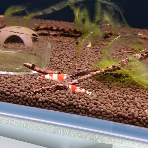 Crevette red crystal #2