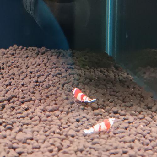 Crevette red crystal #3